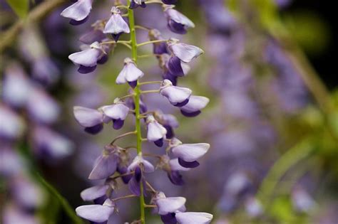 藤科植物|フジ Wisteria floribunda マメ科 Fabaceae フジ属 三河。